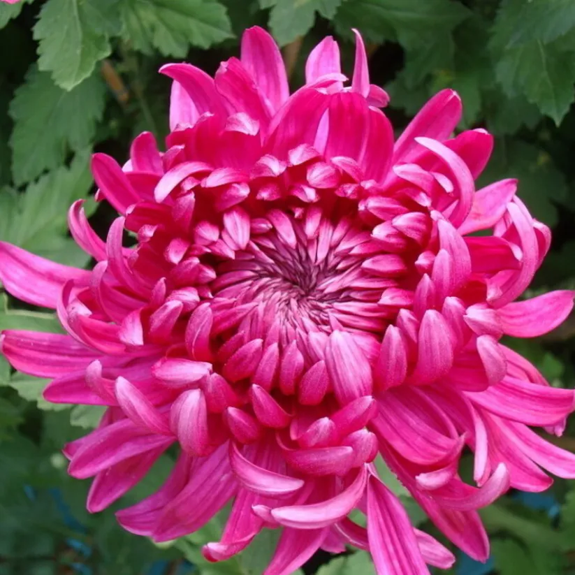 🌺The Flower of Elegance—Giant Chrysanthemum