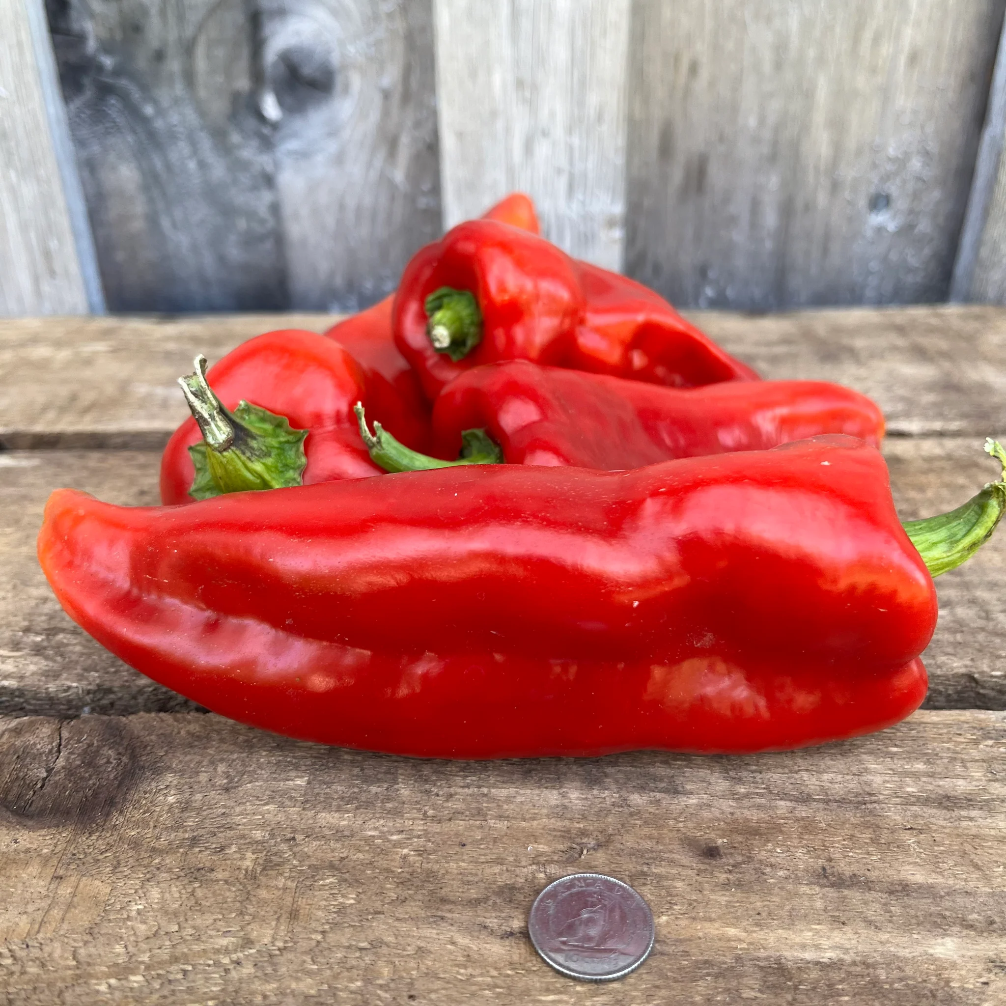 Spanish Mammoth Sweet Pepper Seeds