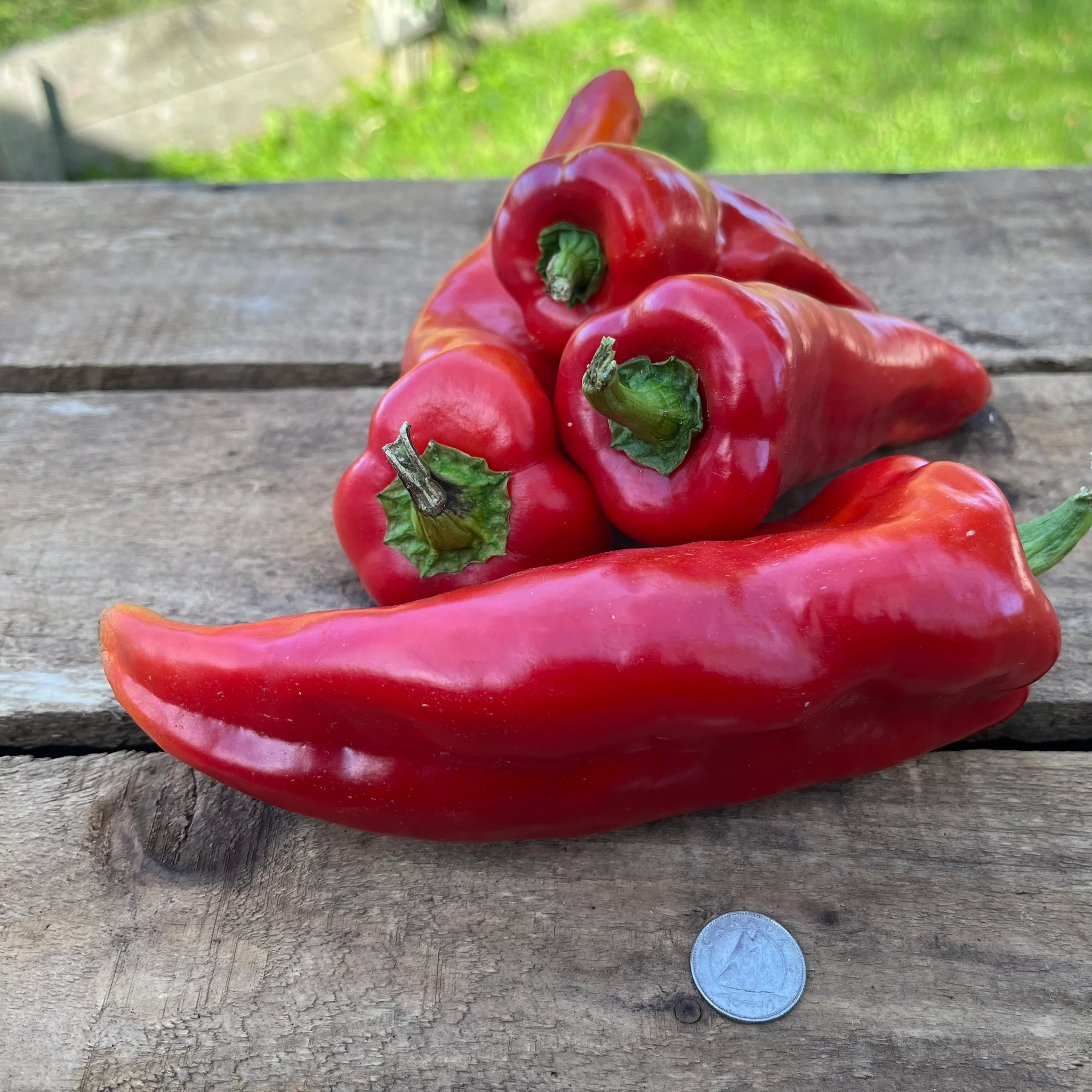 Spanish Mammoth Sweet Pepper Seeds