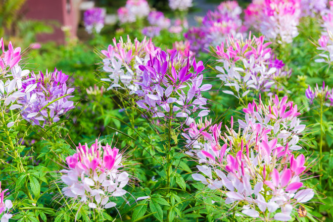 Cleome (Spider Flower) Seeds &mdash; Rohrer Seeds