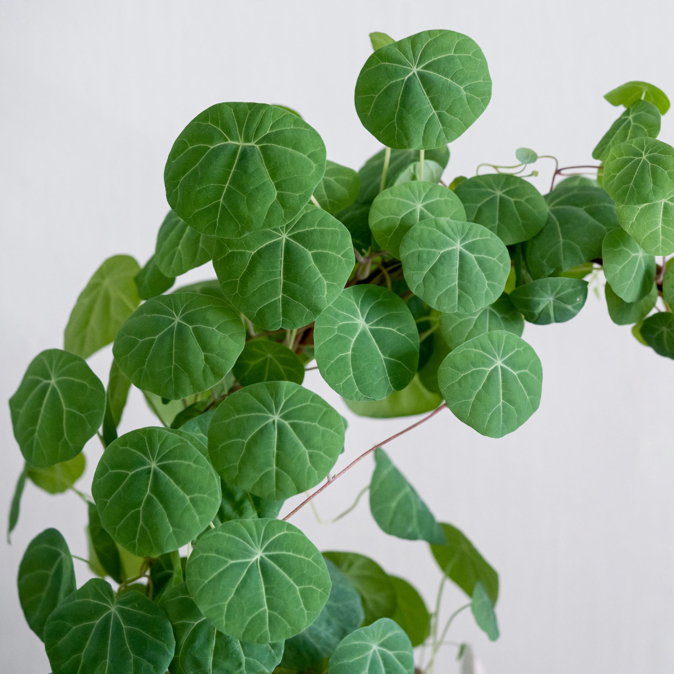 Gorgeous Vining Stephania Plants for Sale Online | Rotundifolia &ndash; Easy To  Grow Bulbs