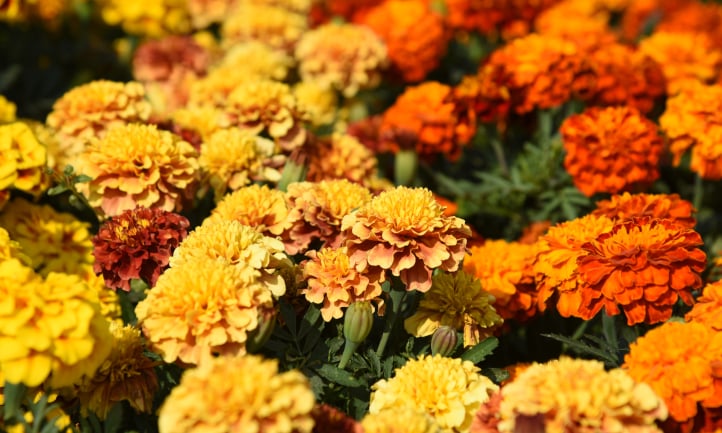 30 Types Of Marigolds You Should Be Growing - Epic Gardening