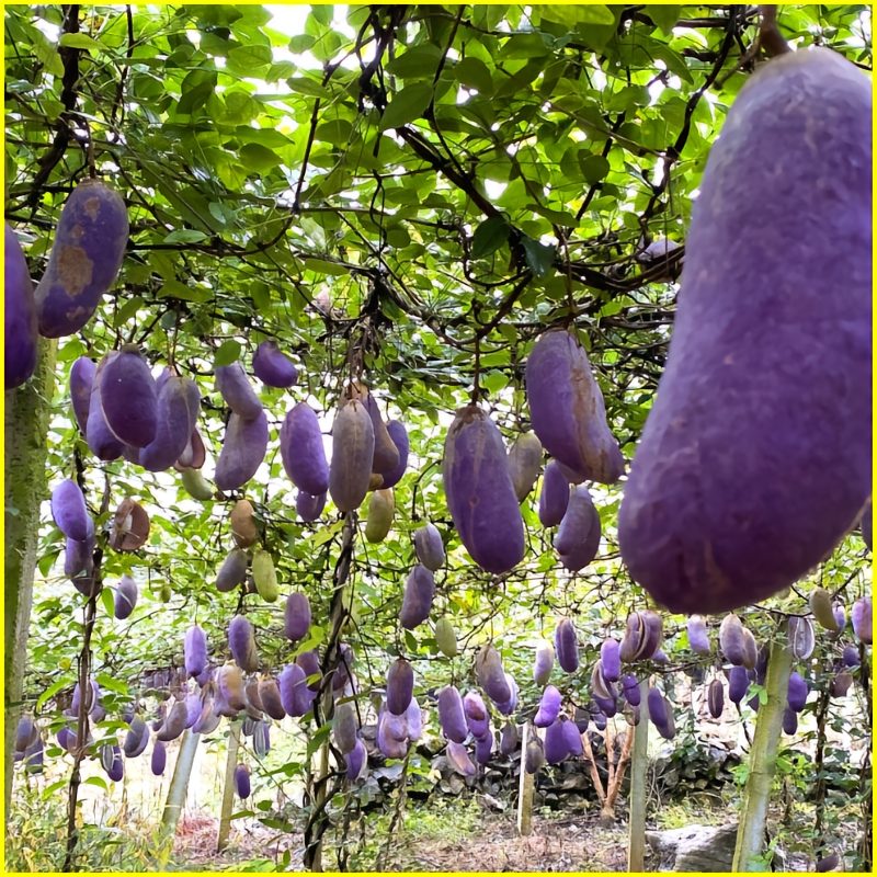 August Melon Fruit Seeds