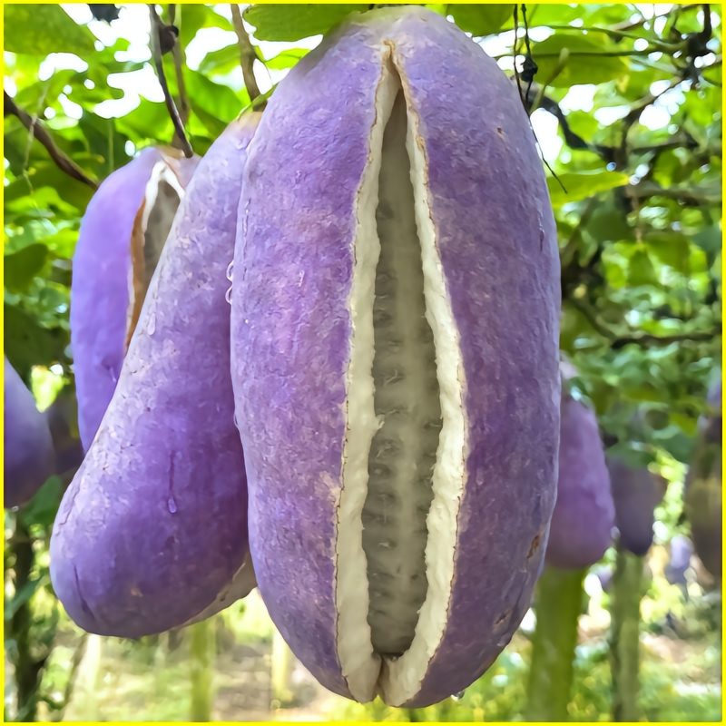 August Melon Fruit Seeds