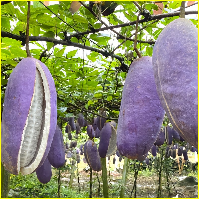 August Melon Fruit Seeds