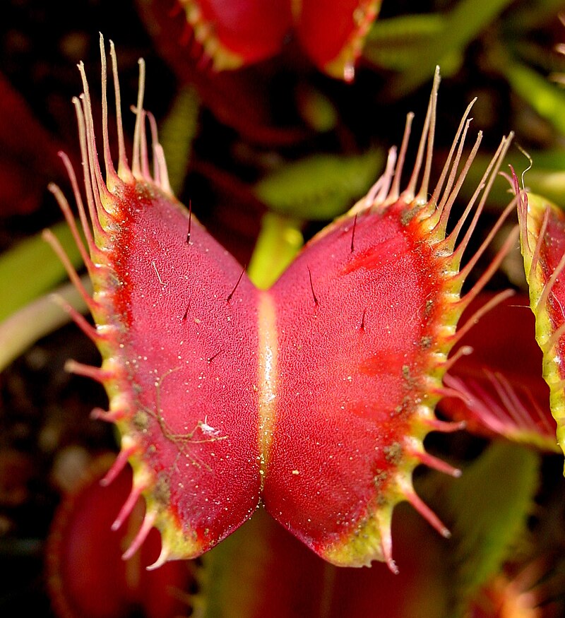 Insect Catching Artifact – Venus Flytrap