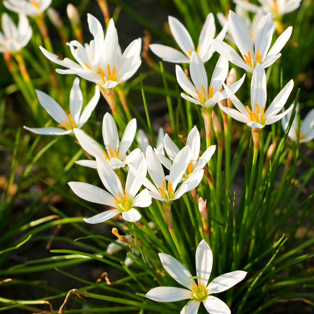 🌺Rainlily Zephyranthes Bulbs