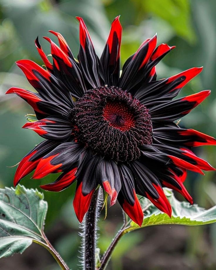 Red Flame Sunflower