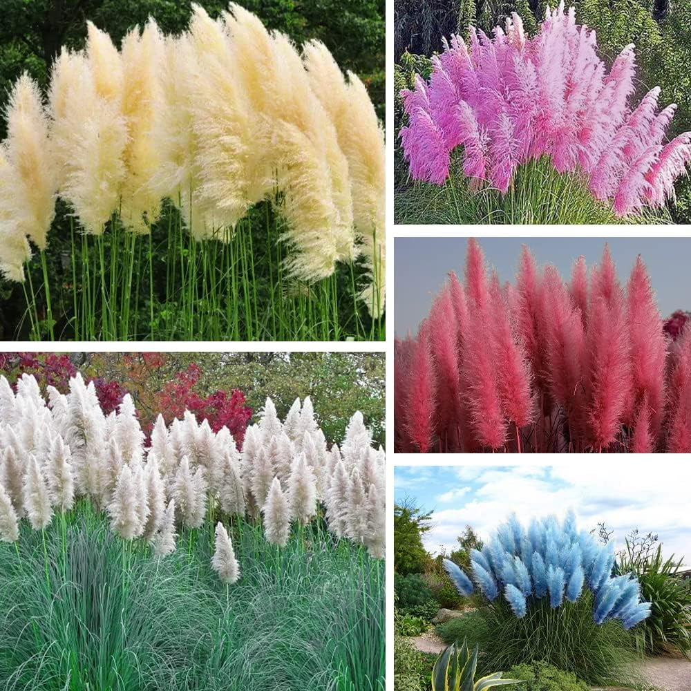 Mixed Pampas Grass Ornamental Seeds