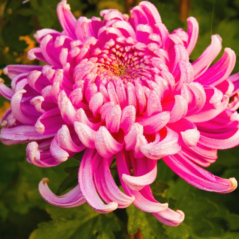 🌺The Flower of Elegance—Giant Chrysanthemum
