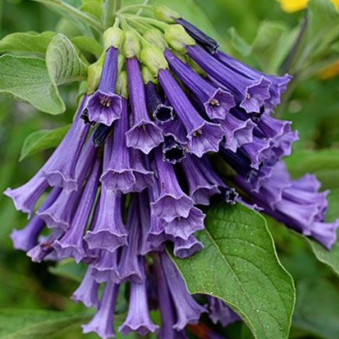 Datura Brugmansia Seeds  Angel's Trumpet