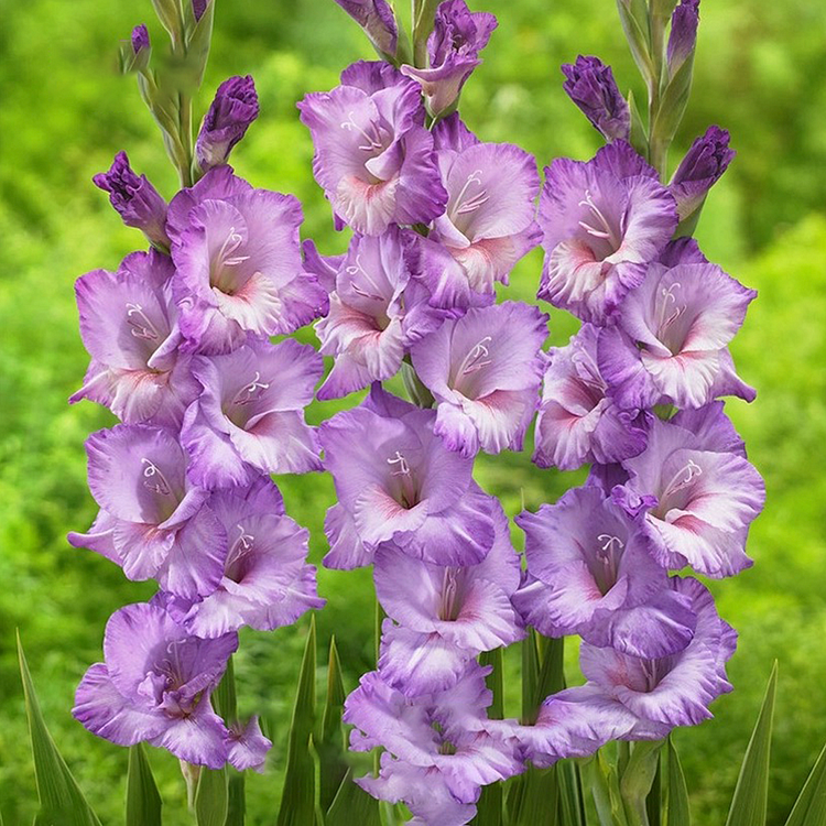 Gladiolus Flower
