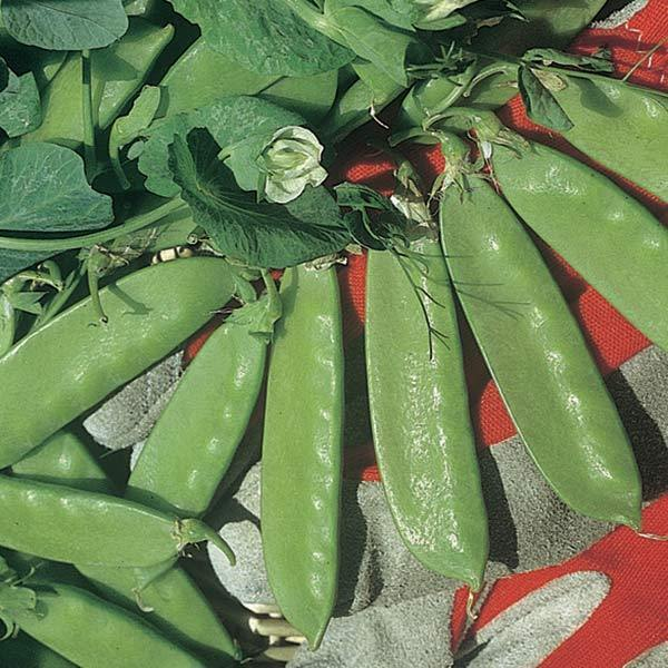 Mangetout Peas: A Garden Delight