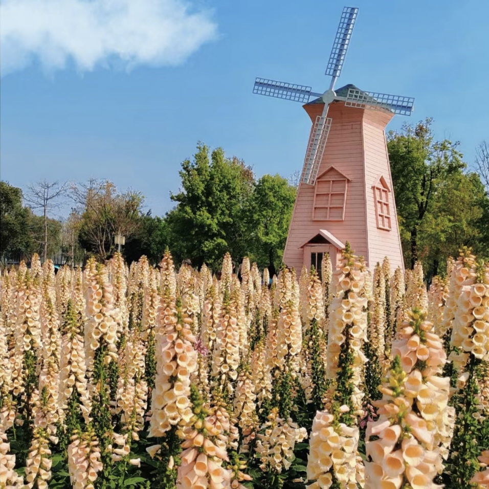 Mixed Foxglove Seeds
