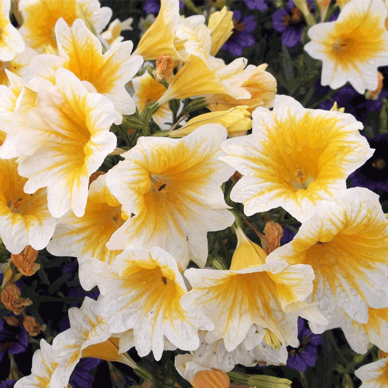 Salpiglossis Sinuata Seeds