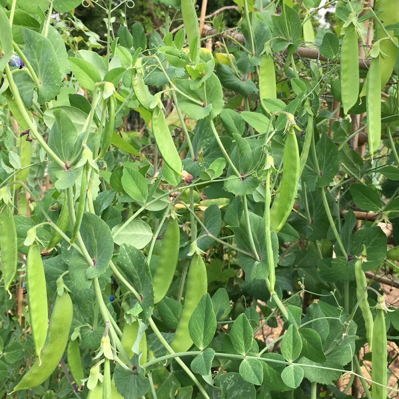 Mangetout Peas: A Garden Delight