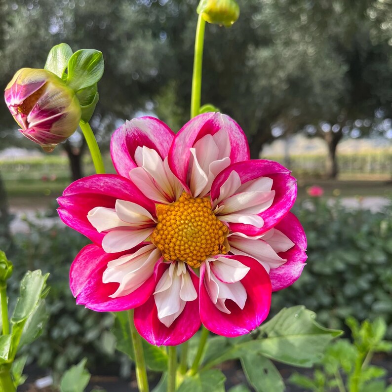 Bumble Rumble Dahlia Seeds Attracts Pollinators, Long Blooming Season, Vibrant Colors, Excellent Cut Flower, Plant in Spring Bild 9