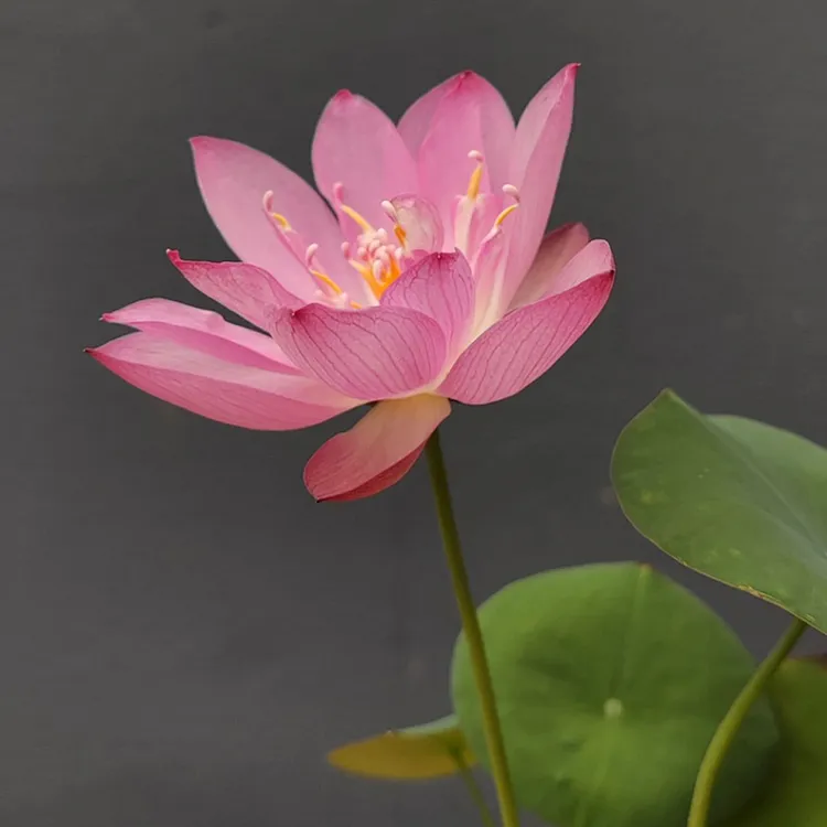 The Sacred Bonsai Lotus Flower