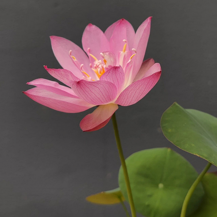 Bowl Lotus: Zen durch Blüten umarmen