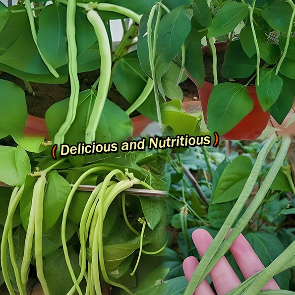 [Copy]🫘Container Bush Beans Mascotte