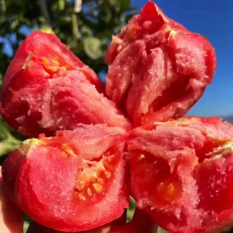 Hair Pink Tomato Seeds