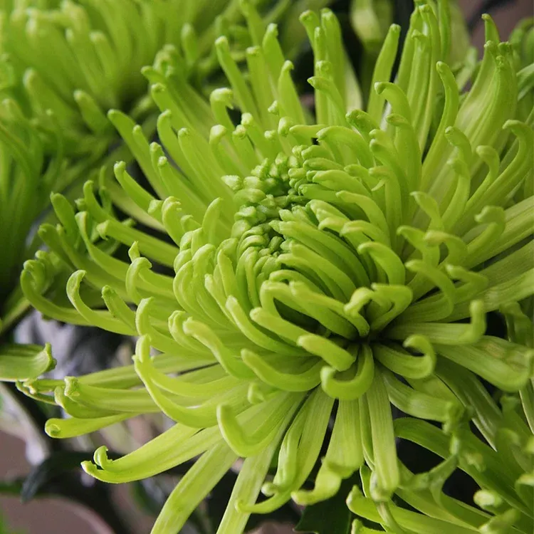 🌺The Flower of Elegance—Giant Chrysanthemum