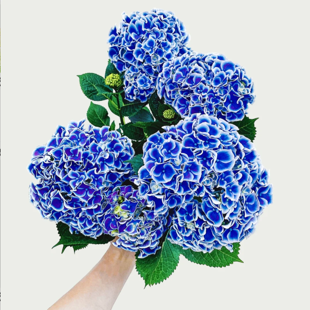 Hydrangea Macrophylla Tivoli Seeds