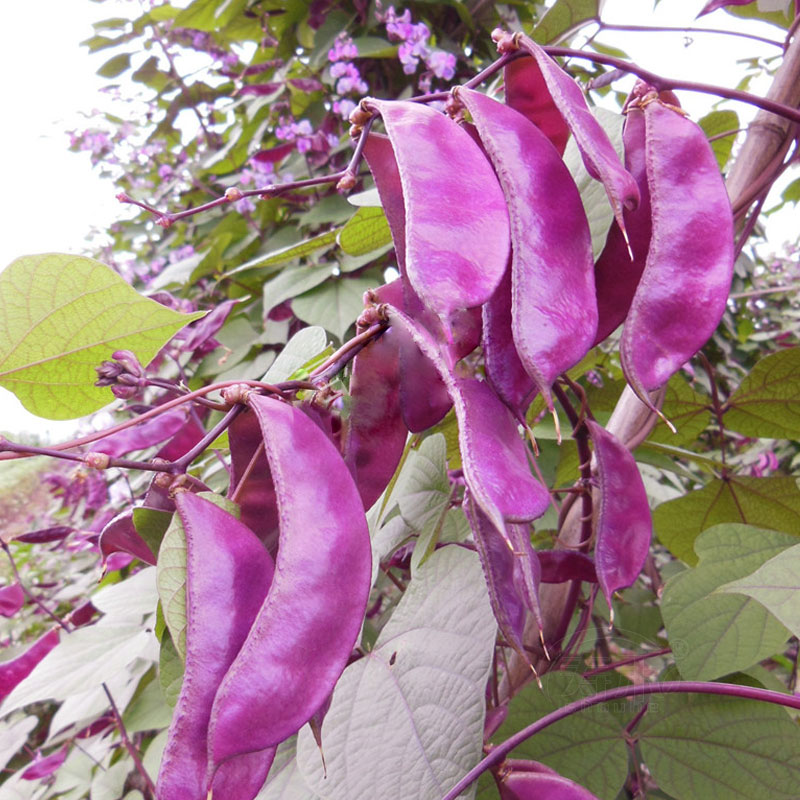 Mangetout Peas: A Garden Delight