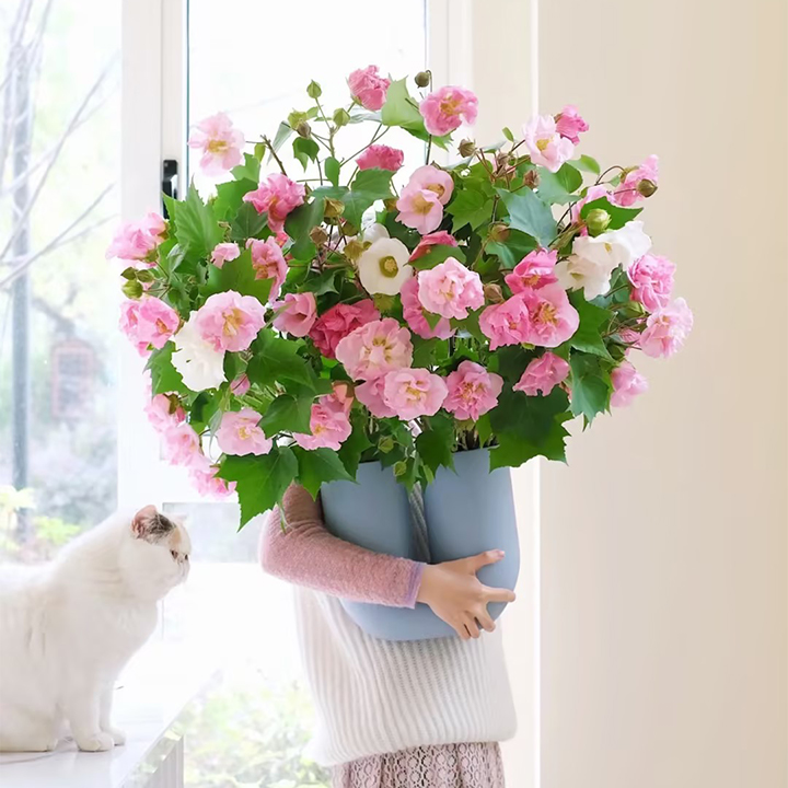 Hibiscus Mutabilis Seeds-Garden & Home Perennial Plants Flower Seeds