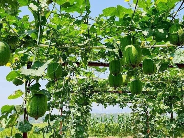 3x Bags 5 Seeds Apple Luffa Crunchy Mướp T&aacute;o Muop Tao Tron Si&ecirc;u Tr&aacute;i New Trend - Picture 4 of 4