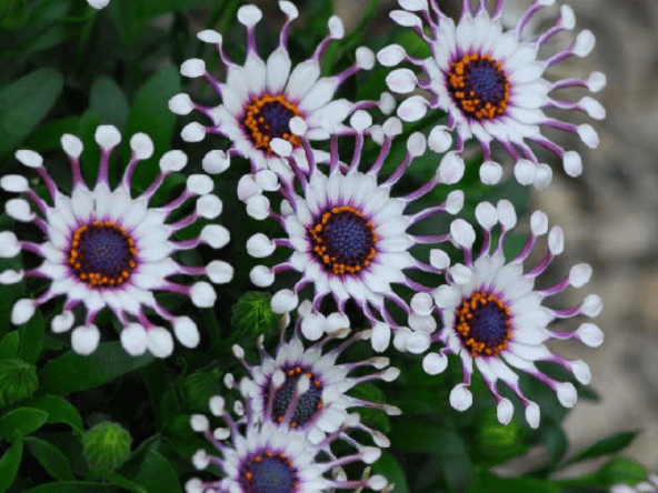 蓝妖：蓝目菊养殖方法和注意事项，牢牢抓住这5点，爆花很简单_手机搜狐网