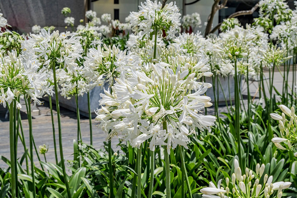 Agapanthus africanus 'Albus' - Urban Jungle