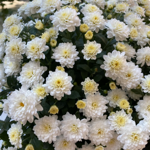 💐Candy Chrysanthemum Seeds Perennial Plant Home Graden Bonsai