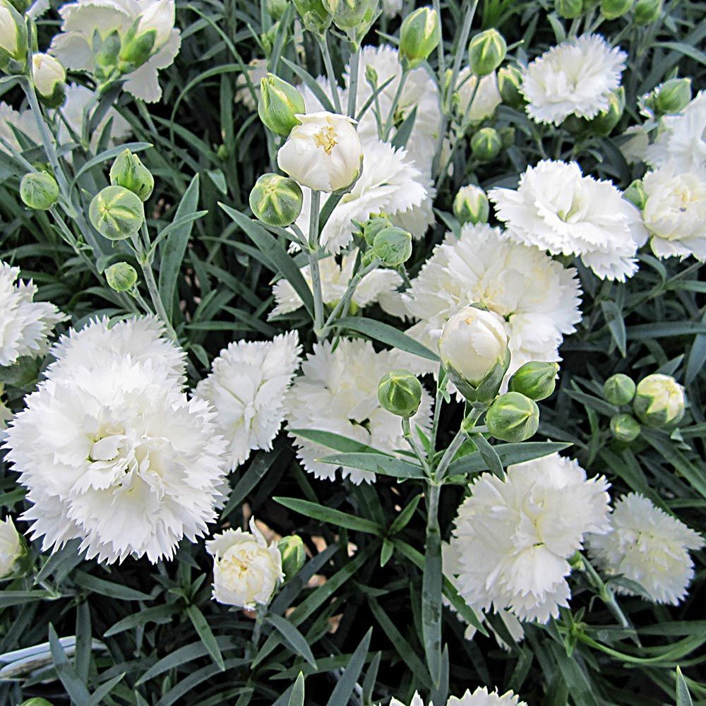 Multi-color Carnation Seeds