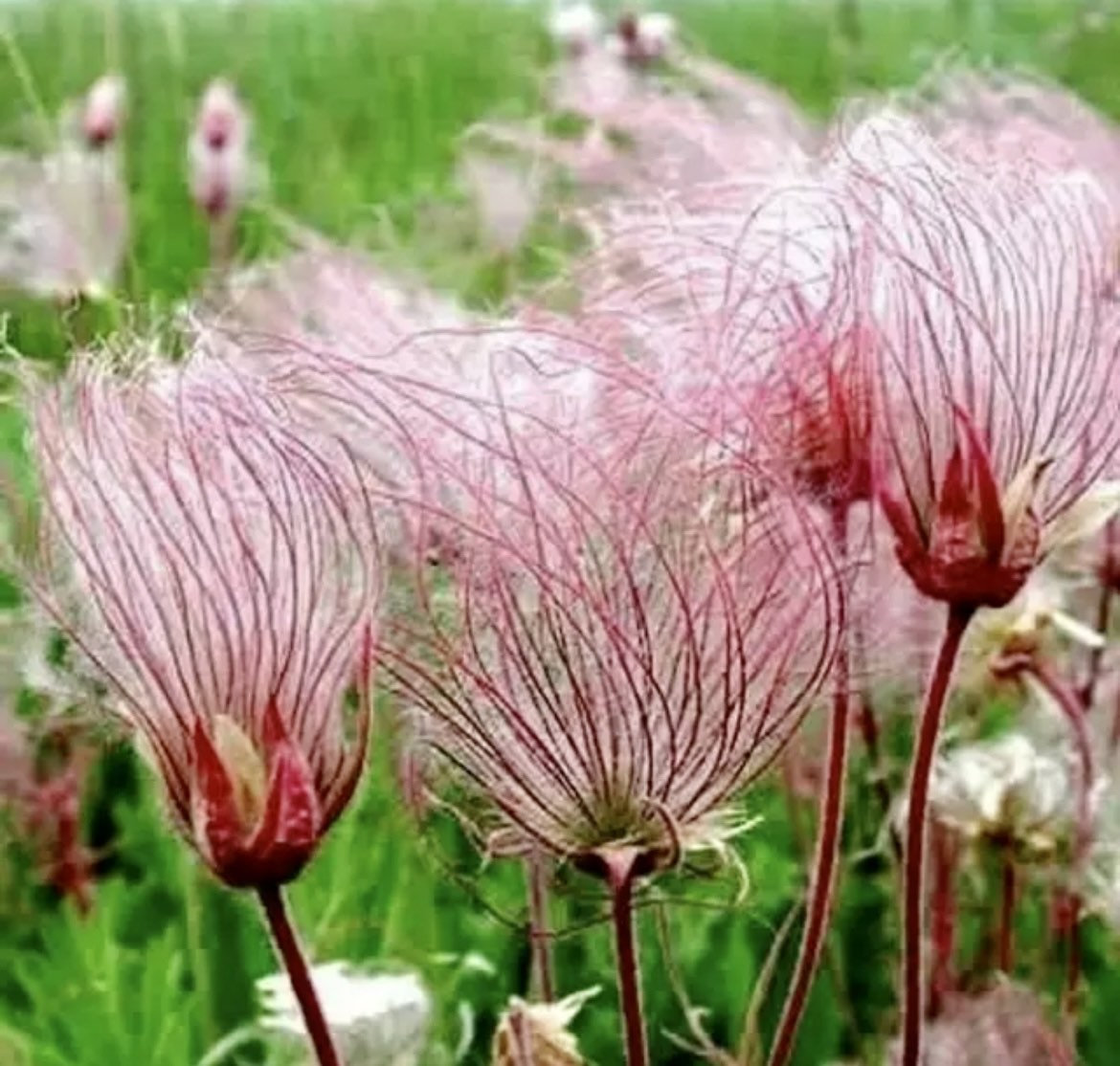 Prairie Smoke Flower Seeds