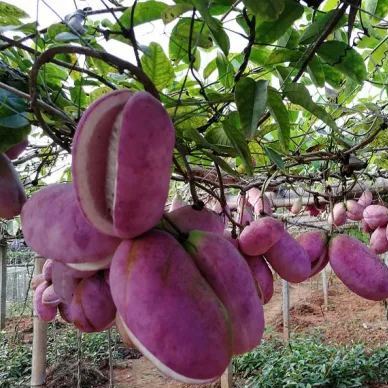 August Melon Fruit Seeds