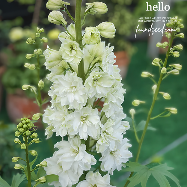 Delphinium Grandiflora Seeds