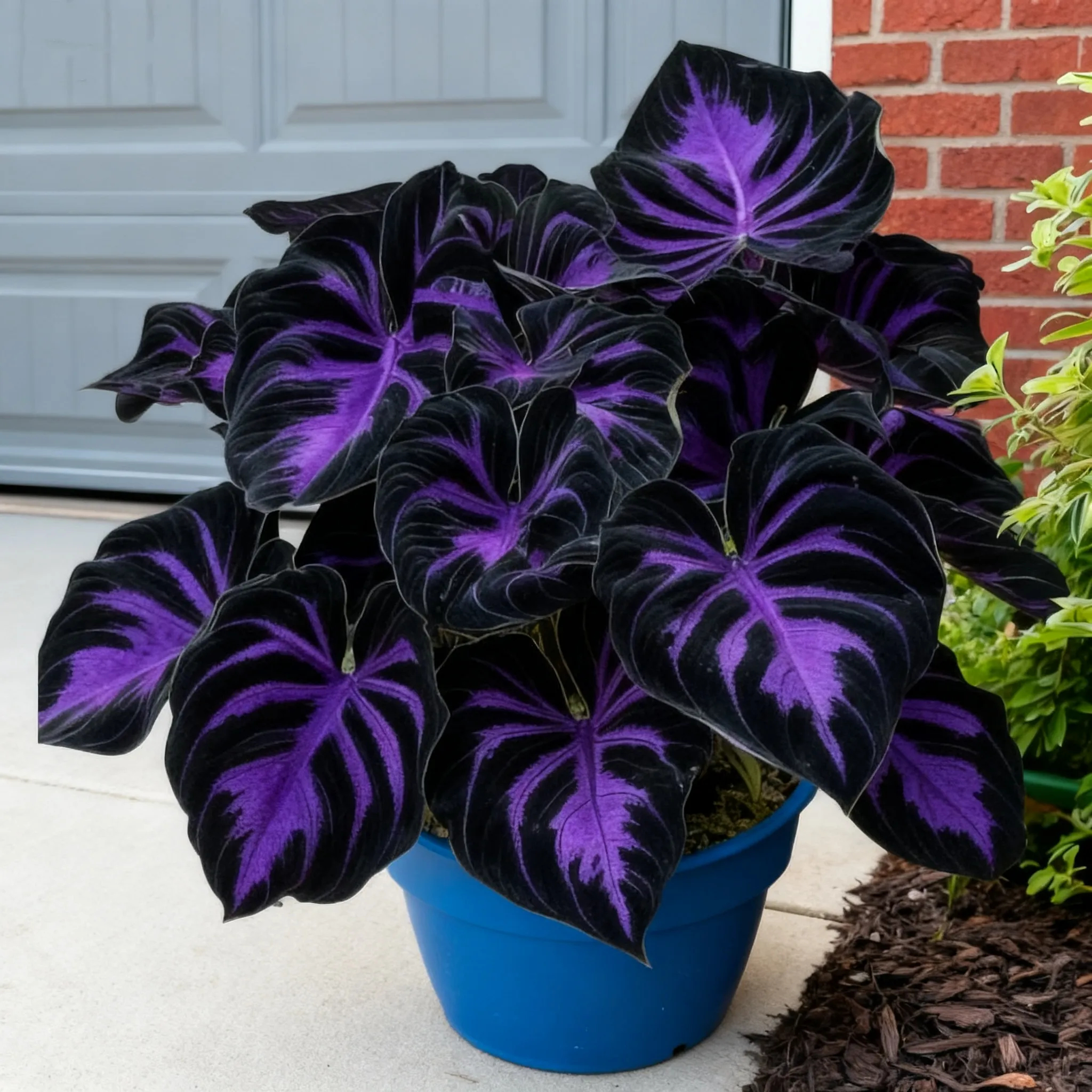 🌞 “Easy-to-Grow Colorful Hostas Seeds/Bulbs for Year-Round Beauty”