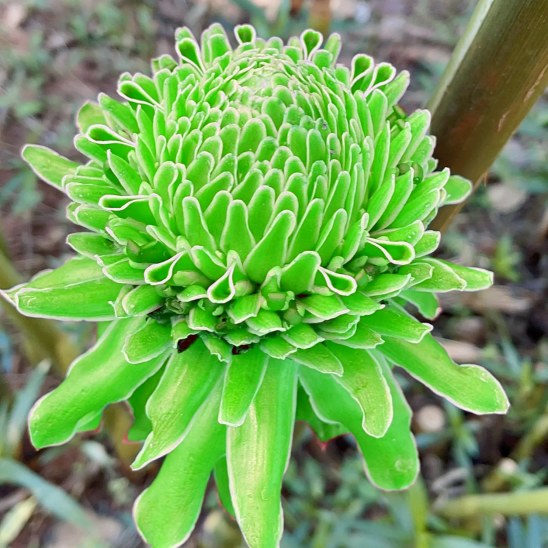 🌹✨ Bulbos de rosas de porcelana eterna 🌸💎— "Donde la elegancia se encuentra con la belleza eterna" 🏡✨