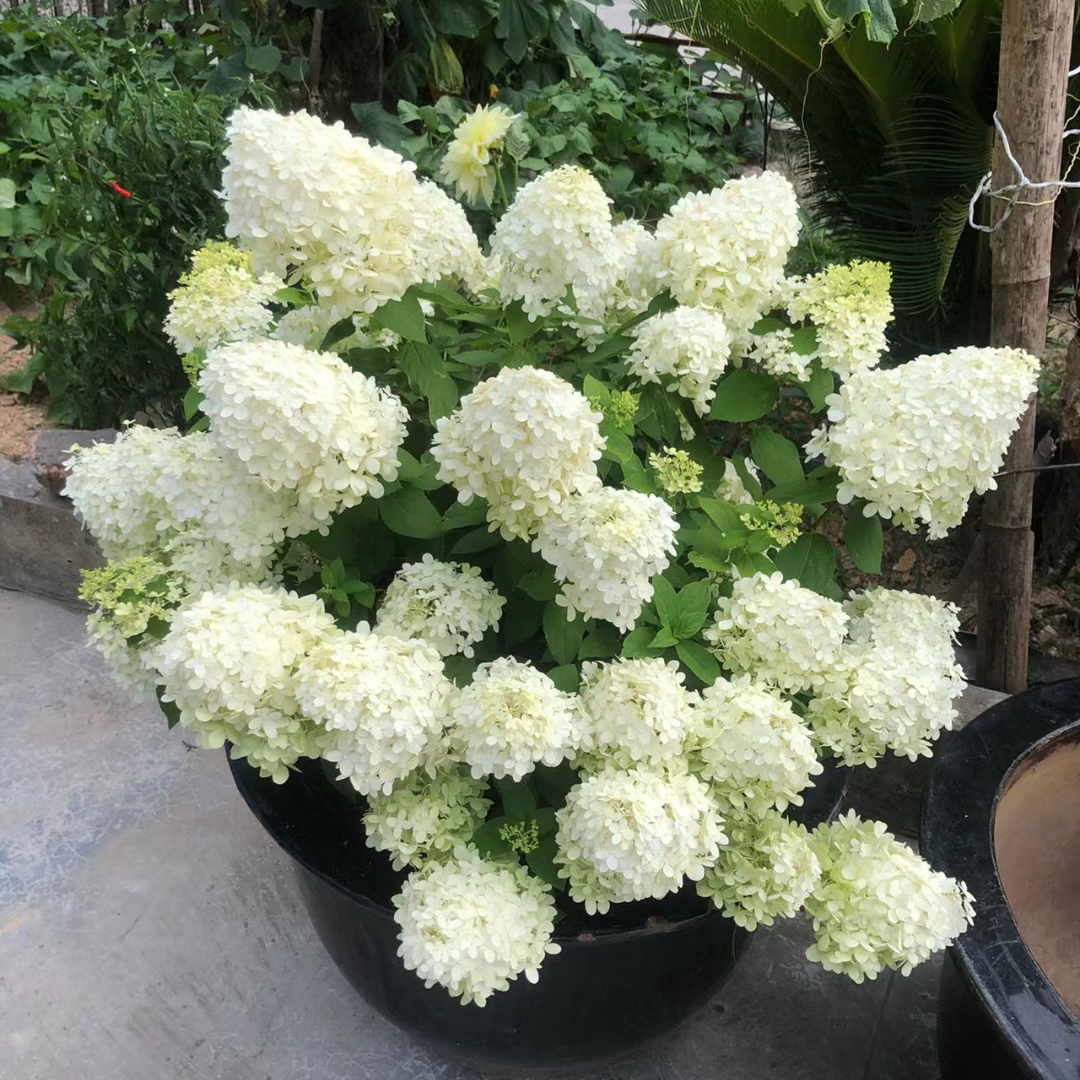 🌺Panicle Hydrangea Flowers Seeds—Mixed Color Plants—Home Garden Flower Seeds