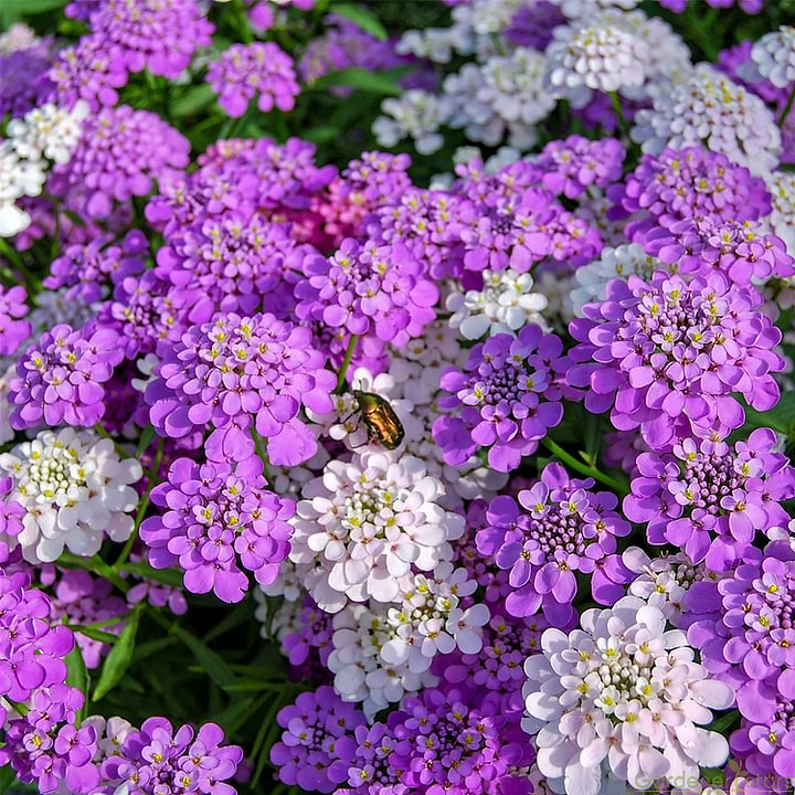 Sweet alyssum: the fragrance of spring