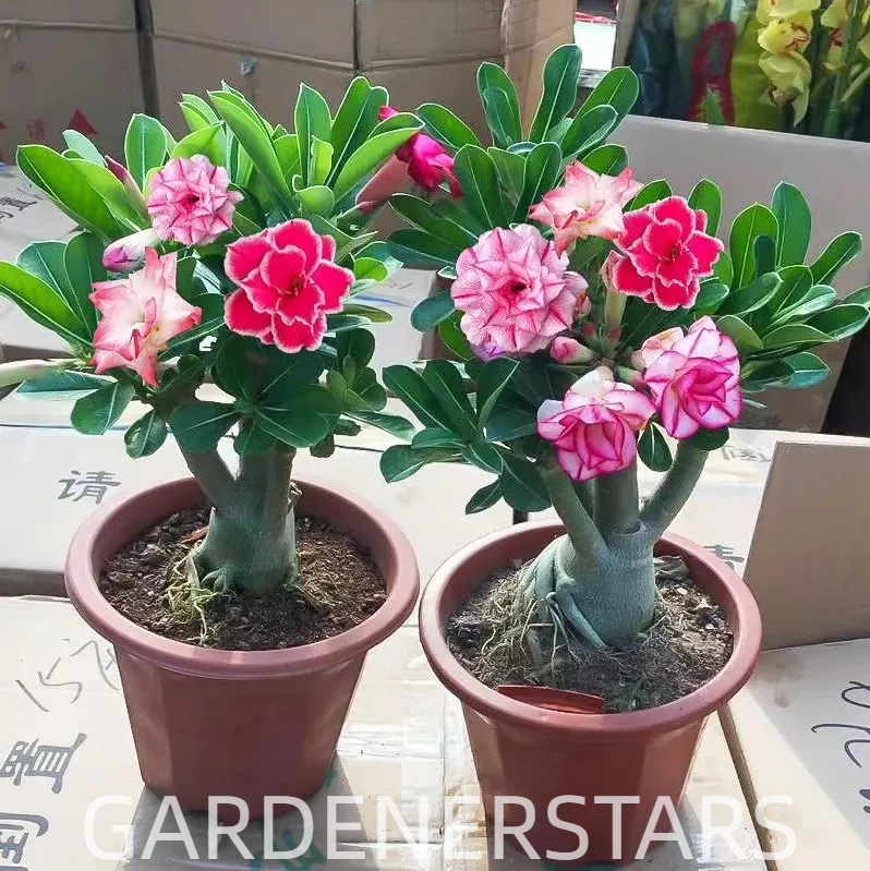 2 Pcs Rainbow Desert Rose Seeds ✨