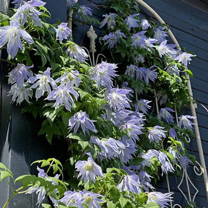 Clematis Macropetala