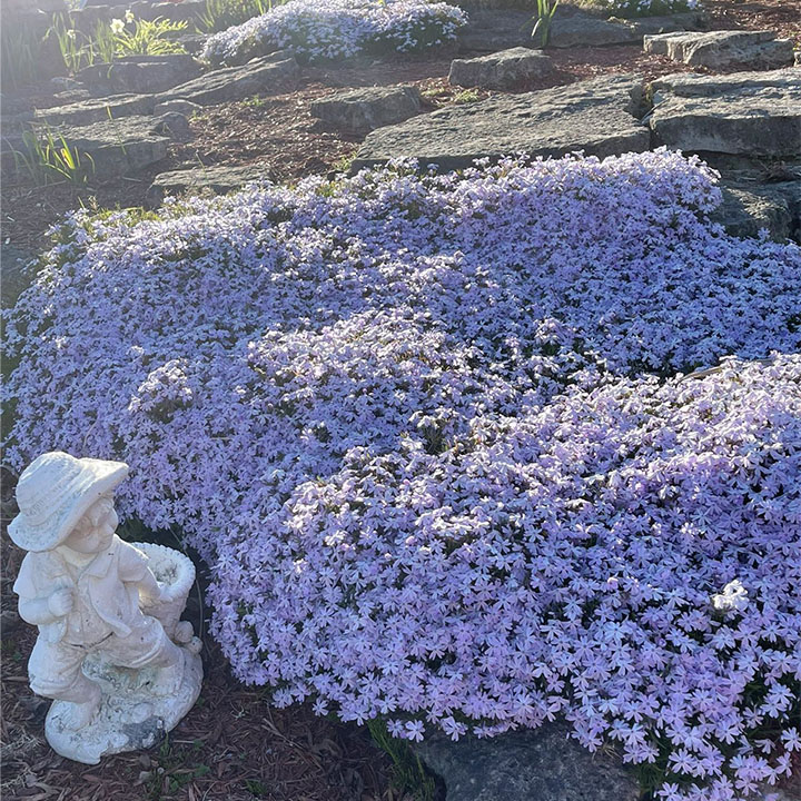 Perennial Cluster Phlox , Shibazakura Seeds