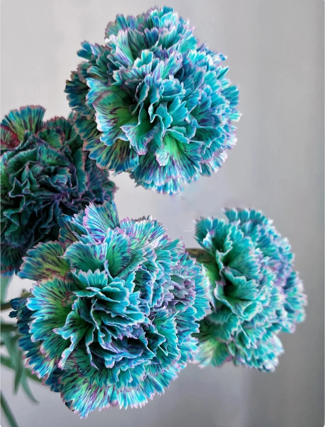 Multi-color Carnation Seeds