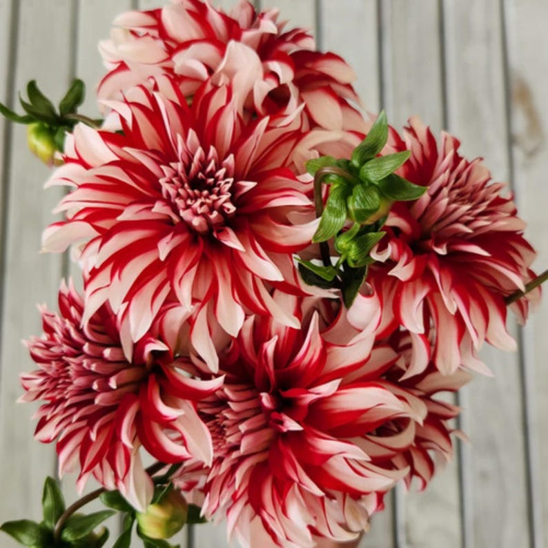 Santa Claus Dahlia Seeds Attracts Pollinators, Long Blooming Season, Vibrant Colors, Excellent Cut Flower, Plant in Spring Bild 6