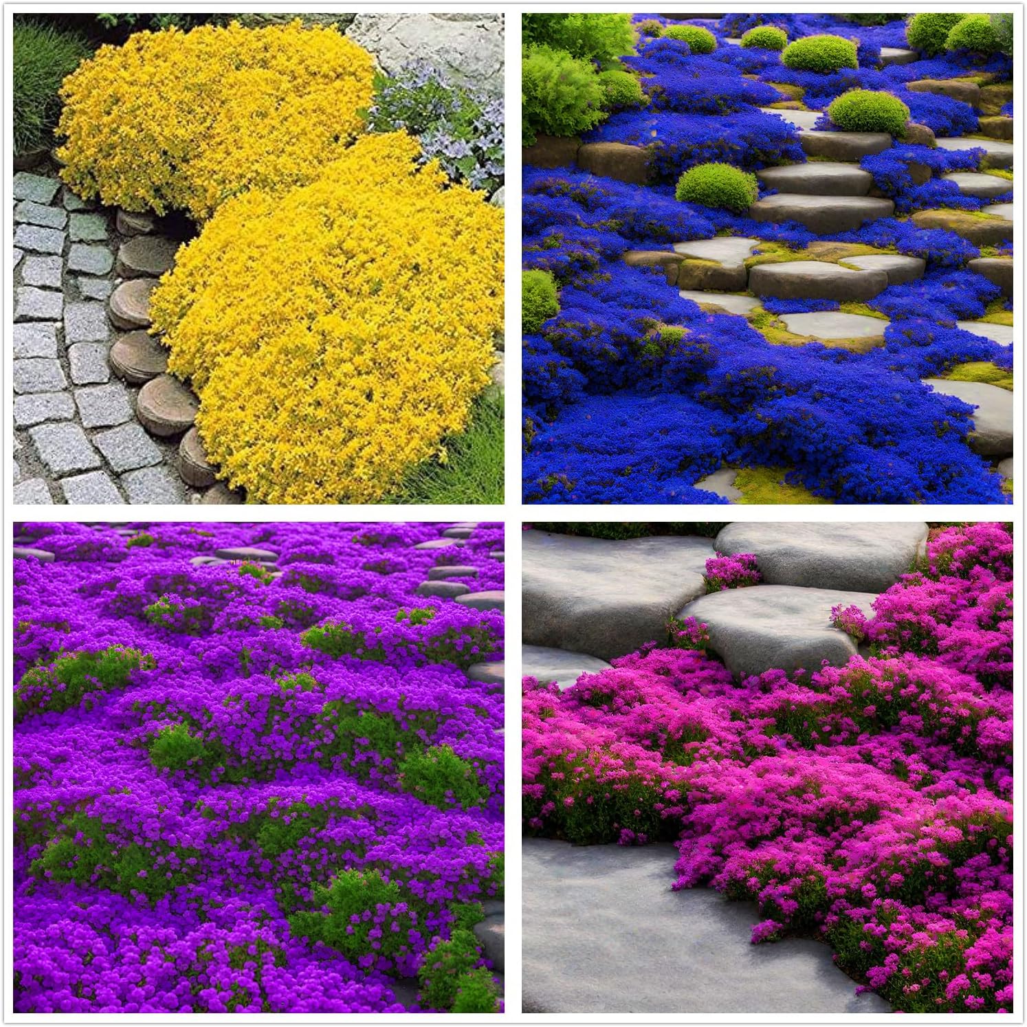 ✨Creeping Thyme Seeds for Four Seasons🏡Create Your Perfect Lawn Here🌼