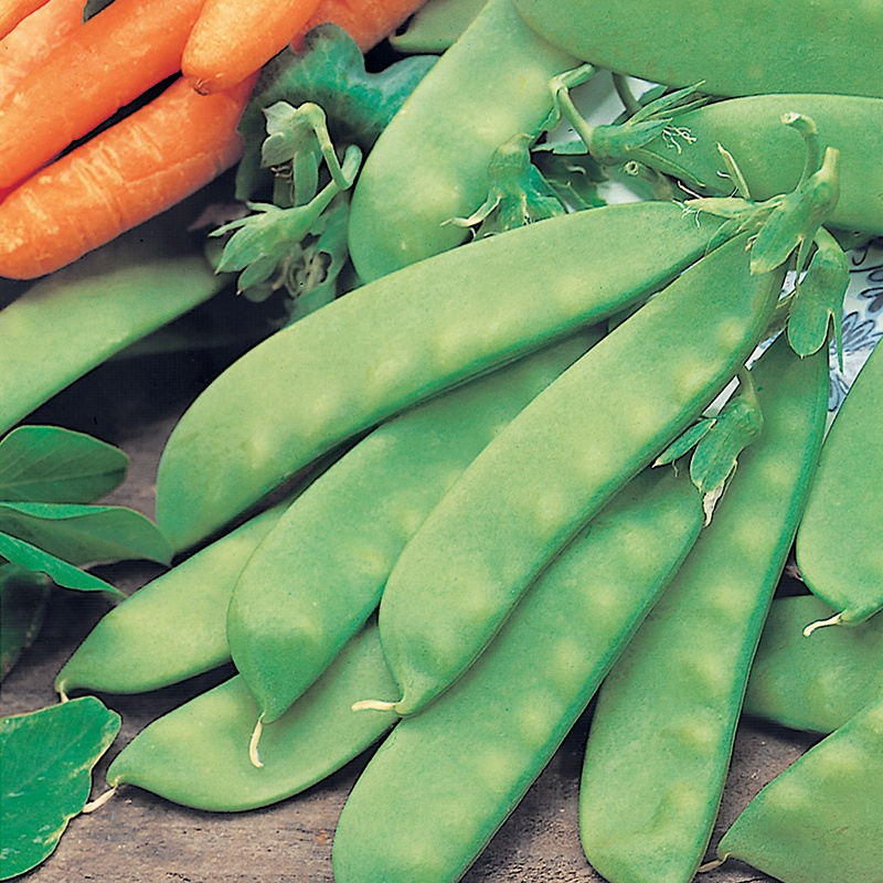 Mangetout Peas: A Garden Delight