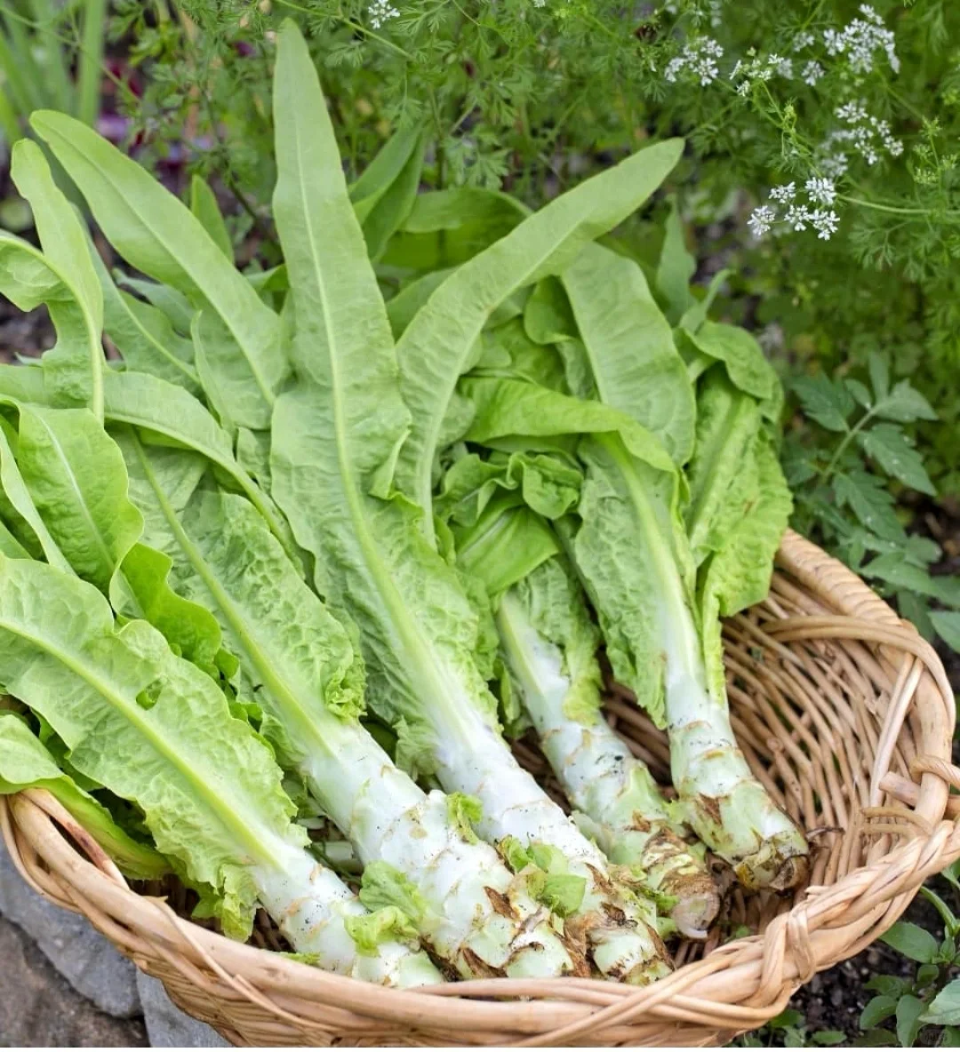 Asian large Celtuce Seeds Family Gourmet