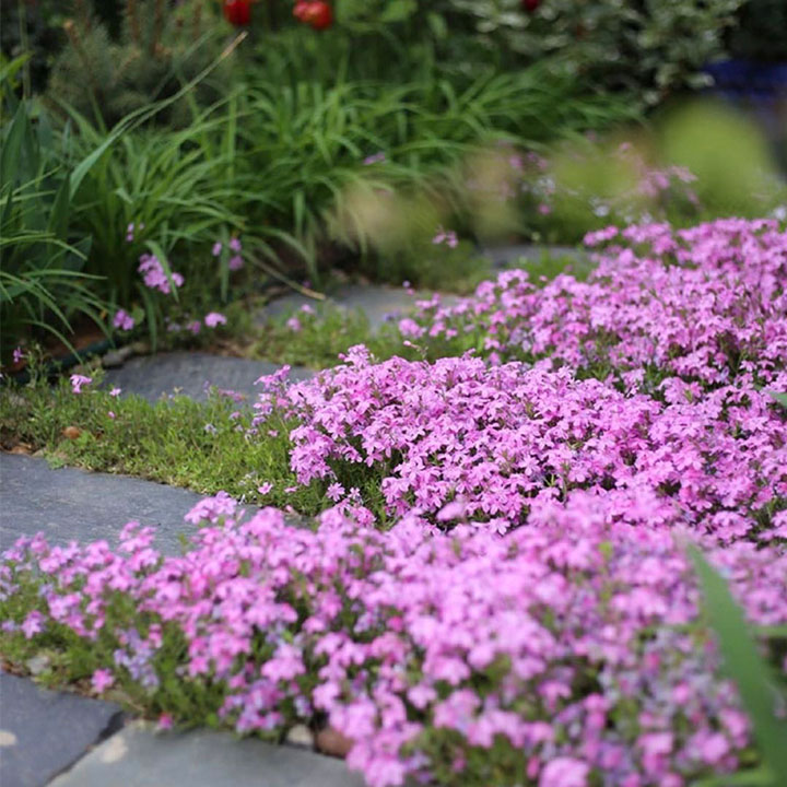 Perennial Cluster Phlox , Shibazakura Seeds